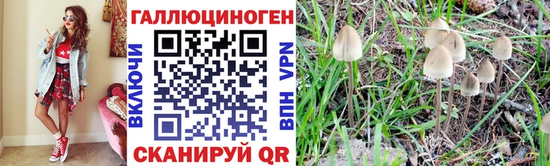 Купить  Магас  Галлюциногенные грибы Psilocybine cubensis 